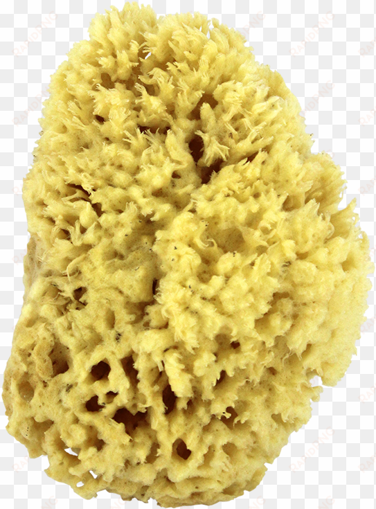 sea wool natural bath sponge 5" - sea