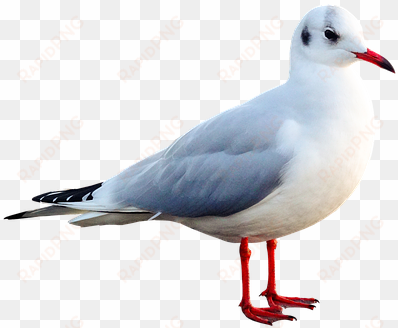 seagull, bird, animal, water bird - kuş hayvan resimleri