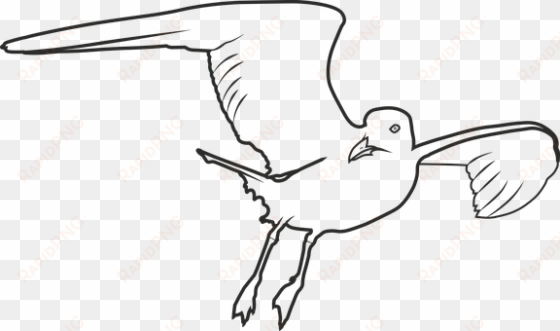 seagull, bird, sea, seevogel, birds - bird