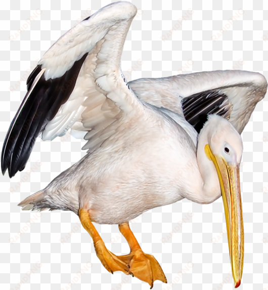 seagull white polyvore moodboard filler animal bird - bird