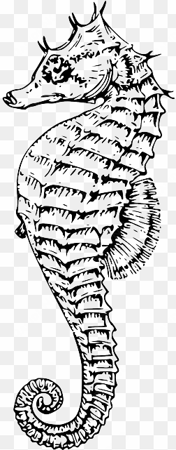 Seahorse, Animal, Sea Life, Marine, Underwater - Seahorse Line Drawing transparent png image