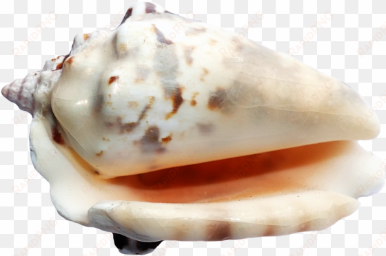 seashell png - sea shells transparent back ground