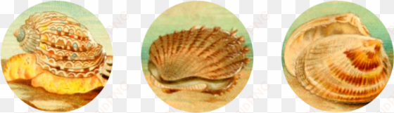 seashells digital collage sheet - witchcraft
