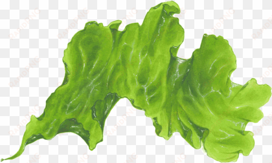 seaweed png transparent - seaweed transparent