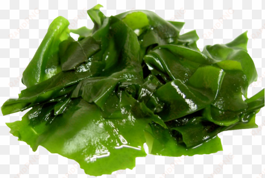 seaweed powder - vi-tae organic anti cellulite soap, 4 oz.