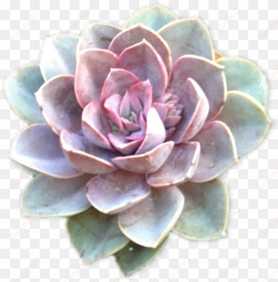 section succulents cutout2 - purple blue succulent transparent