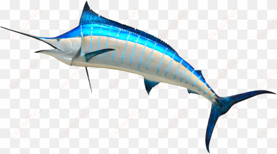 see here cartoon fish transparent background - marlin png