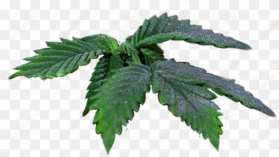 seeds cannabis leaves - cannabis