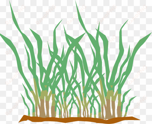 selecting the right type of grass can be a confusing - grass