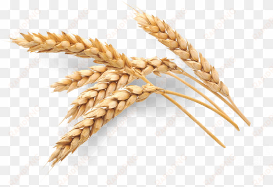 selenium oat grain malt food - selenium malt