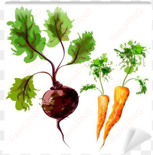 set of vector watercolor vegetables - vegetable