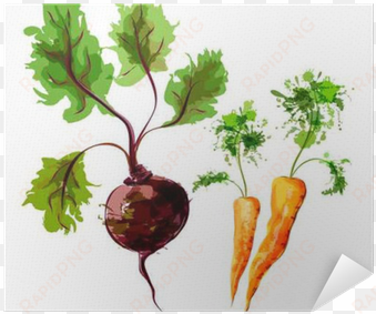 set of vector watercolor vegetables - vegetable