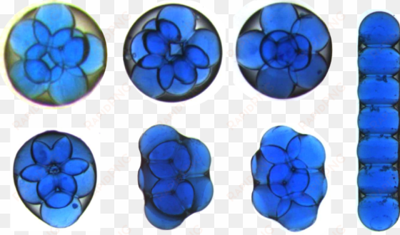 seven water droplets inside a larger oil drop can form - gota de aceite microscopio