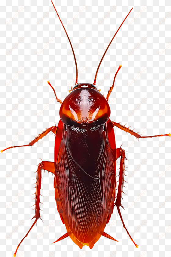 several species of cockroaches are found in different - german american cockroach