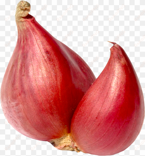 shallot onion png image - shallot onion png