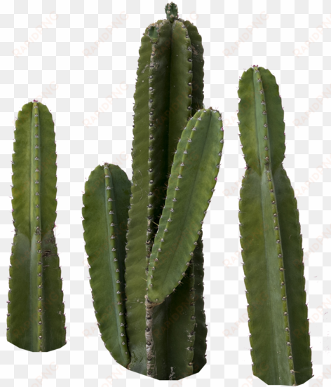 share this image - cactus png