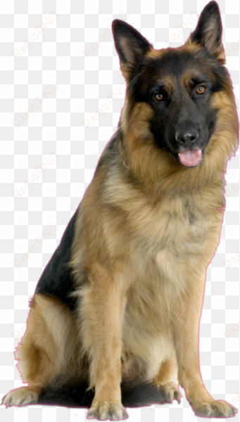 share this image - german shepherd dog images free download