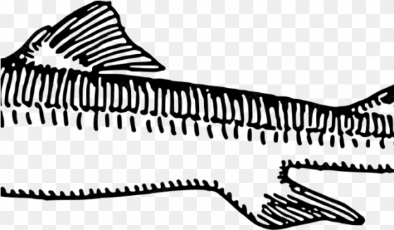 shark clipart dogfish - dogfish drawing