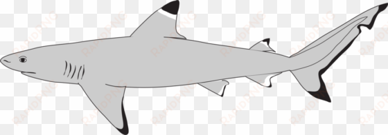 shark icon - icon