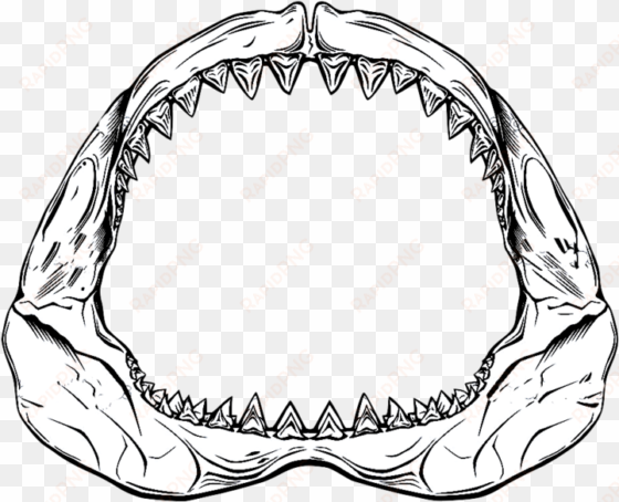 shark jaw drawing at getdrawings - shark jaw drawing