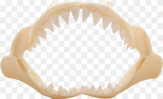 shark jaw polyresin 10" - shark jaw poly resin 10"