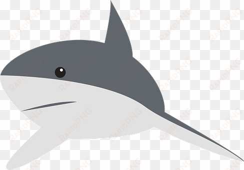 shark perspective swimming fin animal gray - gray shark cartoon