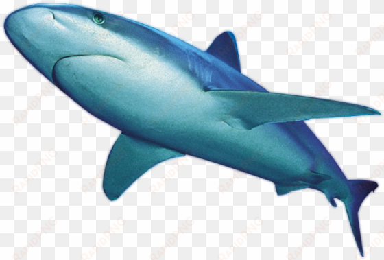 shark png file