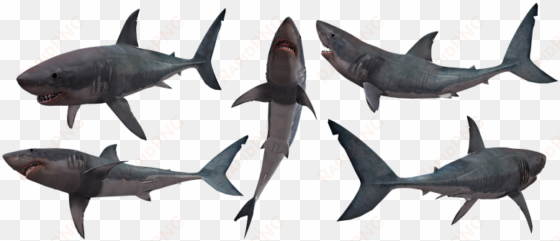 shark, sharks, jaws, great, white - transparent shark silhouette