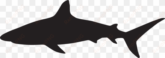 shark silhouette png clip art image - shark silhouette png