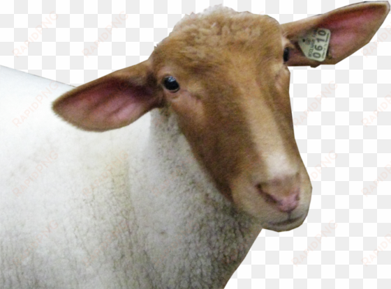 sheep head png image - sheep head transparent background