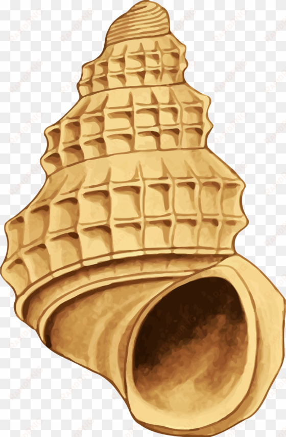 shell clipart yellow sea - sea shell 39