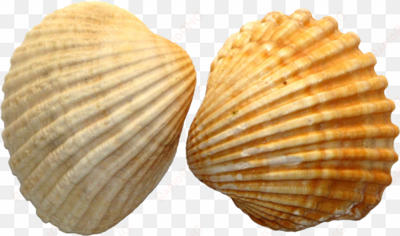 shell png image file - sea shell
