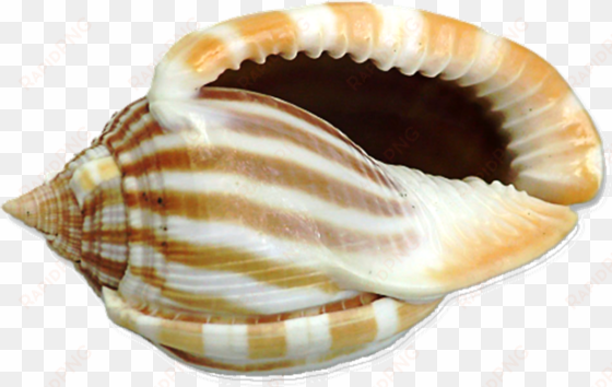 shell - shell png