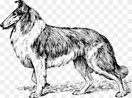shepherd dog - drawing of a collie