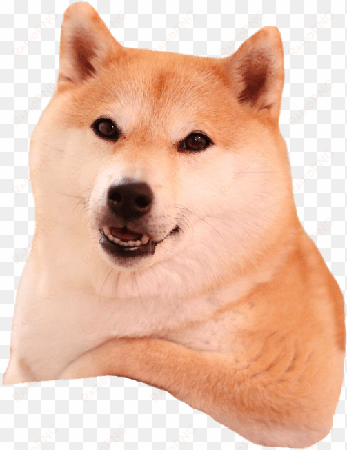 shiba inu relaxing - shiba inu png