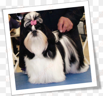 shih tzu