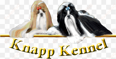 shih tzu knapp kennel - shih tzu