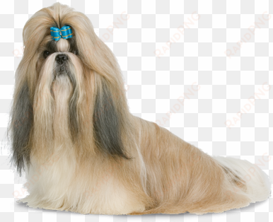 shih-tzu - shih tzu