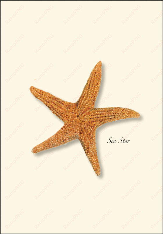 shopping cart -  -  - steven m. lewers sea star boxed note cards-- set of