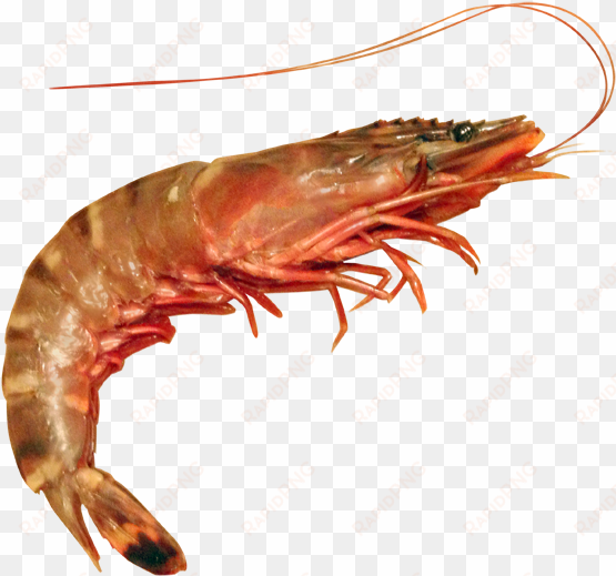 shrimp - lobster and prawn difference