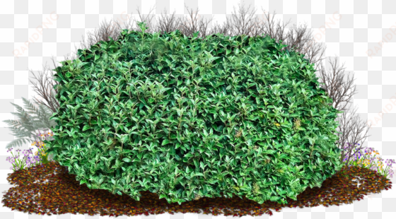 shrub clipart bush grass 11 - tree bush transparent background