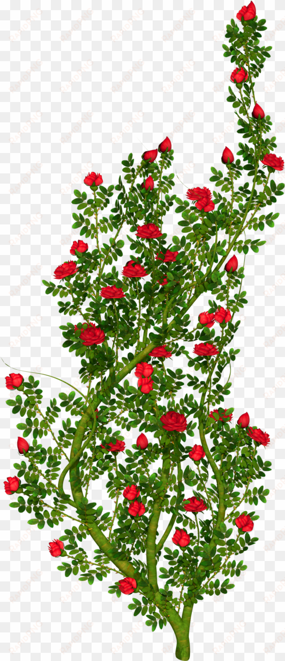 shrub clipart rose plant - rose bush clip art