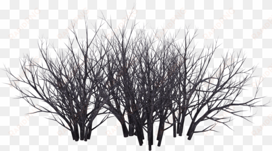 shrub tree photography black and white - dark bush png