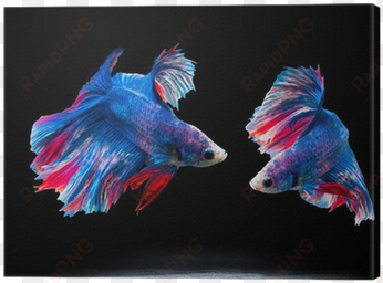 Siam Fighting Fish On Black, Betta Fish Canvas Print - Siamese Fighting Fish transparent png image