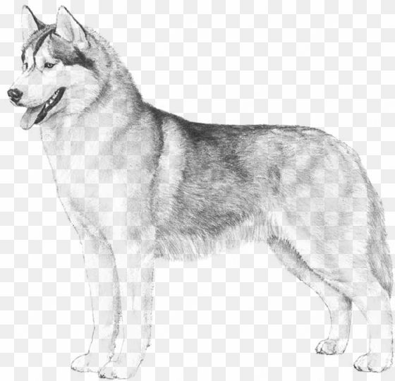 siberian husky / german shepherd dog mix - husky dog sketch