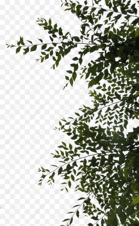 sidebar or overhang leaves png by evelivesey - leaves png deviantart