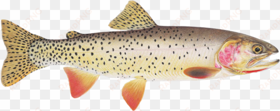 sign up for season - cutthroat trout