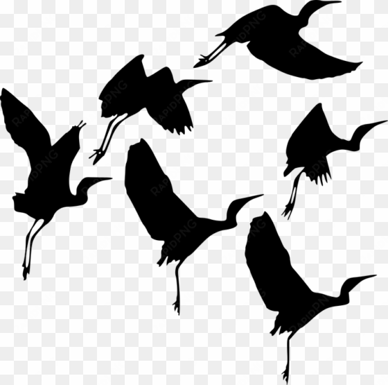 silhouette, bird, fly, wildlife, flight, gathering - duckwing silhouette transparent background