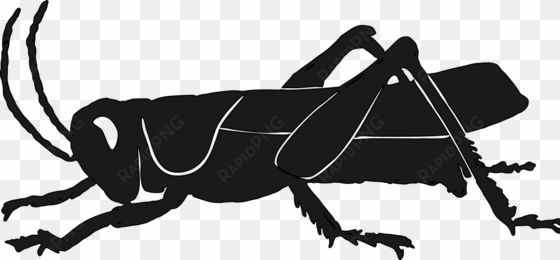 silhouette insect grasshopper raccoon pest - grasshopper