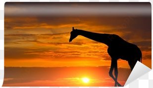 silhouette of a giraffe against a beautiful sunset - giraffe